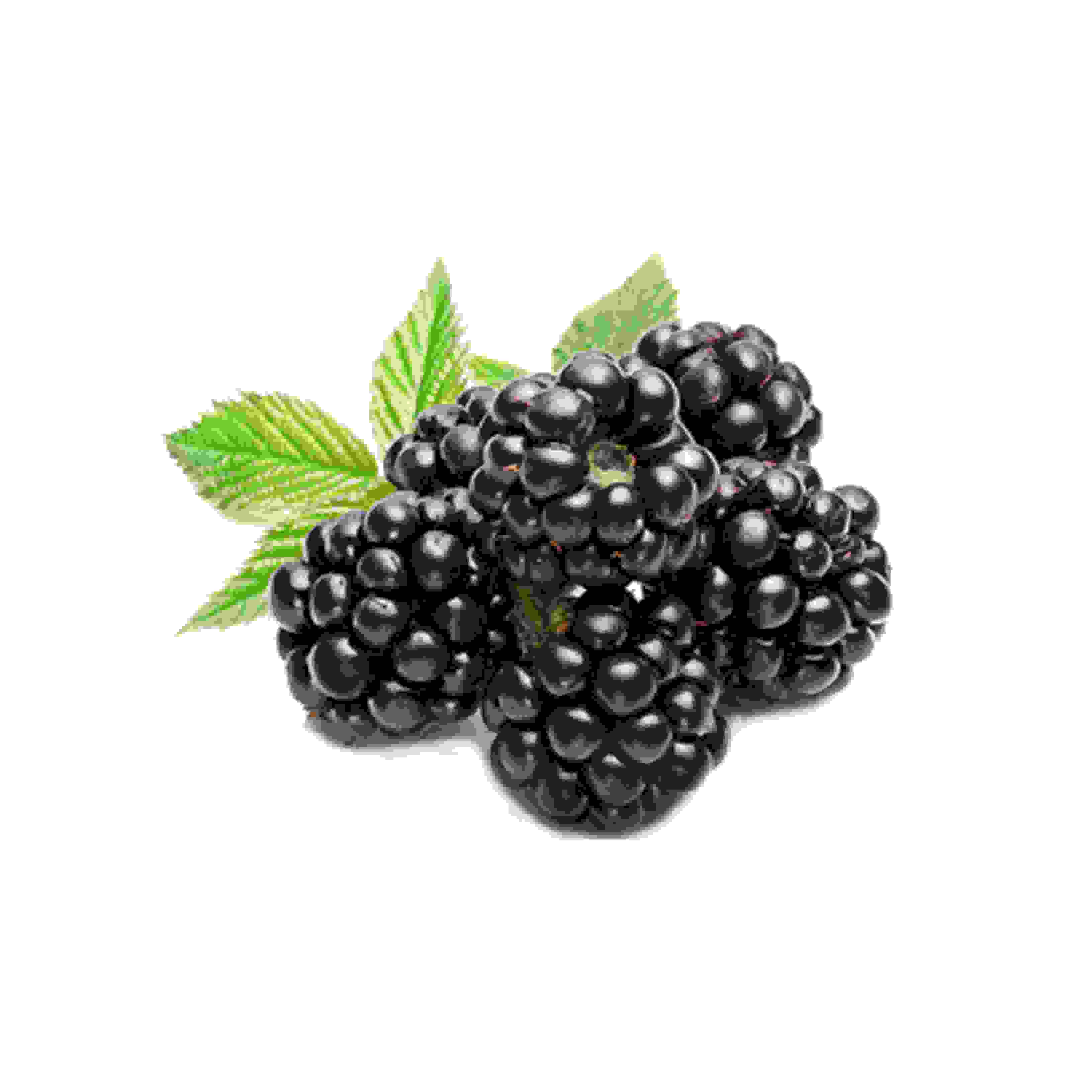 Blackberry-ब्लैकबेरी 1kg